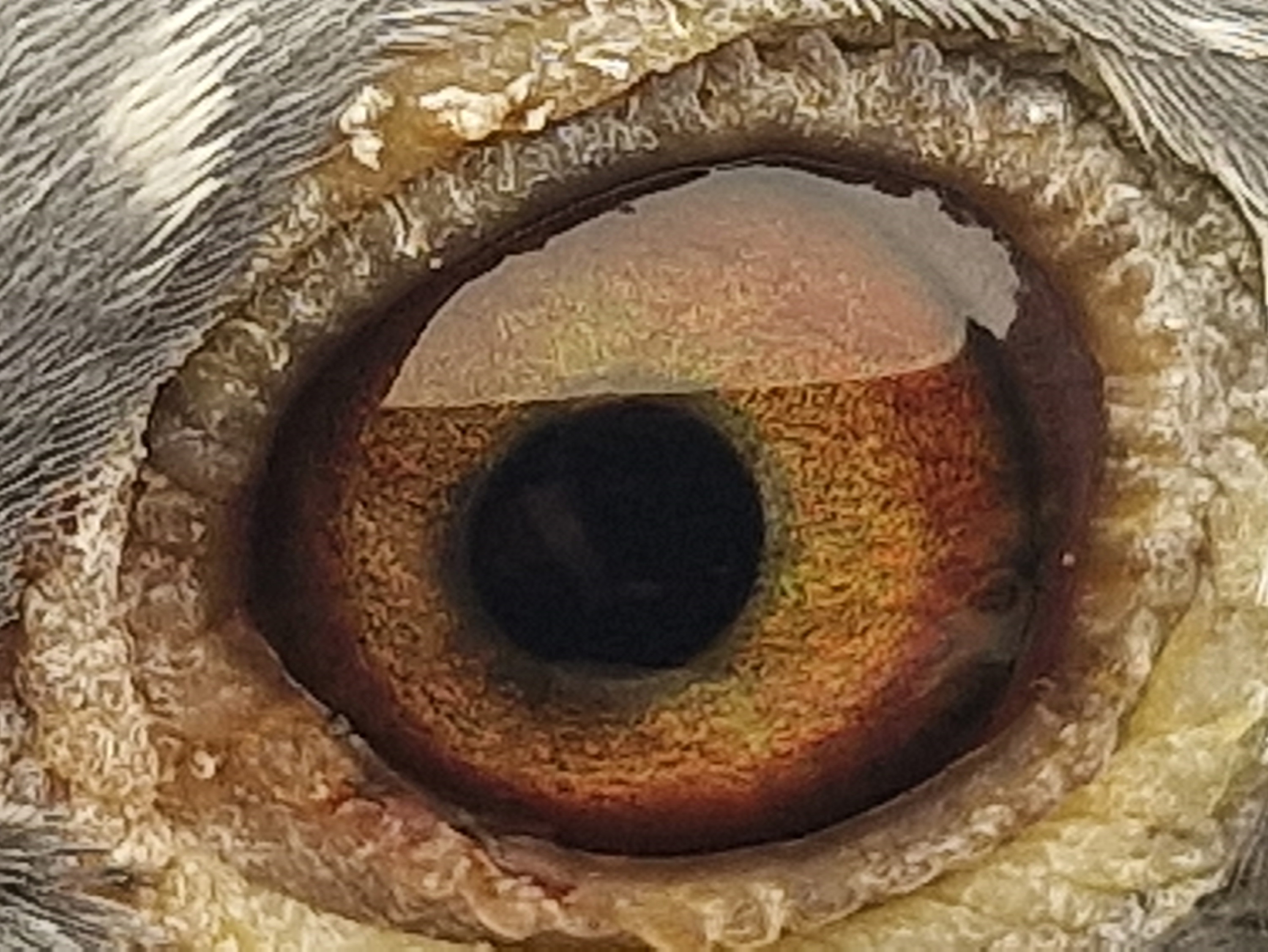 Pigeon eye
